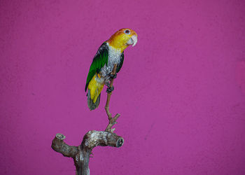 animal themes