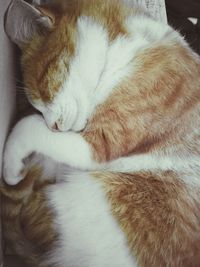 Close-up of ginger cat sleeping