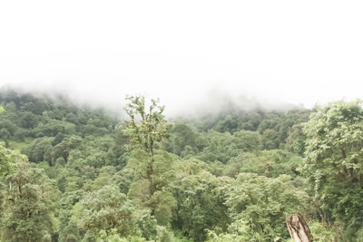 Trees in forest against sky