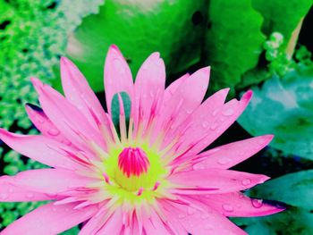 Close-up of pink flower blooming outdoors
