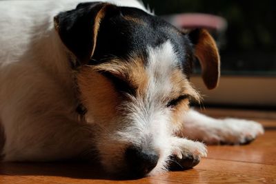 Close-up of dog resting on hardwood floor