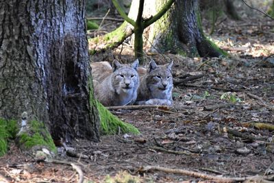 Portrait of cat relaxing on tree trunk