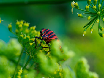 Close-up of butterfly pollinating flower