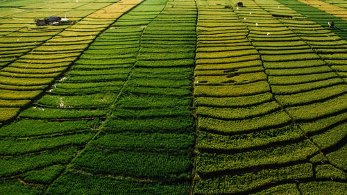 High angle view of corn field