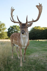 Portrait of deer standing on field