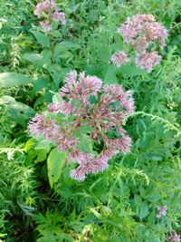 Close-up of flowers blooming outdoors