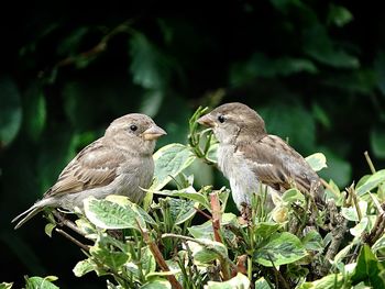 Close-up of birds perching on plant