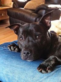 Close-up portrait of dog relaxing at home