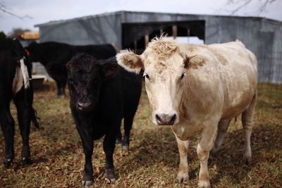 Cows standing on field