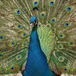 peacock