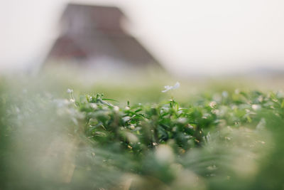 Close-up of flowering plants on field