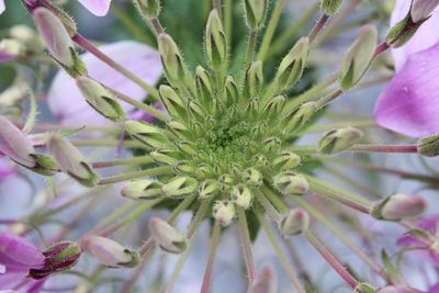 Close-up of pink flowering plant