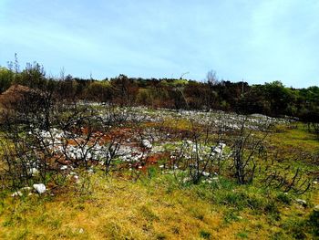 Plants growing on field against sky