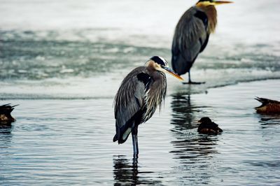 Birds in shallow water