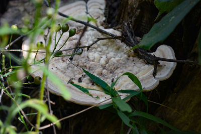 Close-up of fruits growing on plant in field