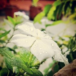 Close-up of water drops on leaf