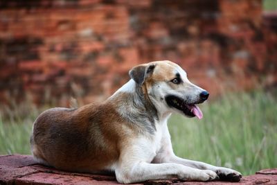 Close-up of a dog looking away