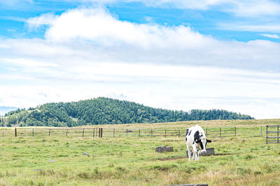 pasture