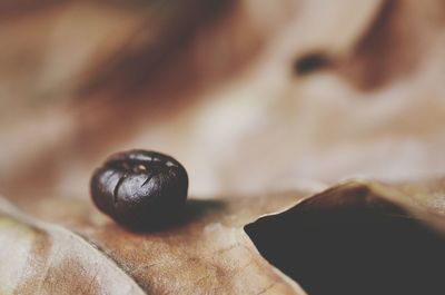 High angle view of fruits