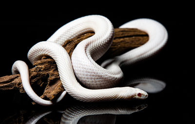 Close-up of snake against black background