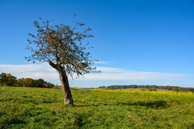 Scenic view of tree on field against blue sky