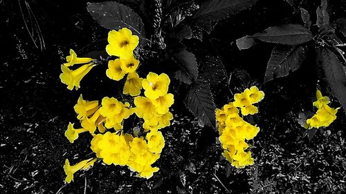 Close up of yellow leaves