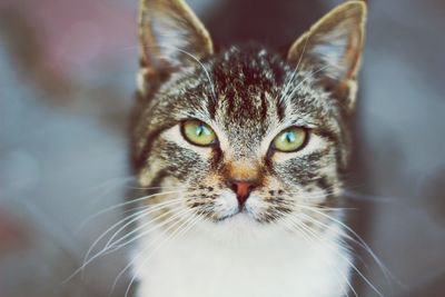 Close-up view of cat looking at camera