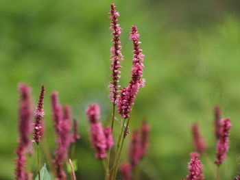 Close-up of pink flowering plant on field