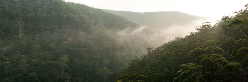 Scenic view of forest