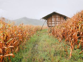 Plants growing on field against sky