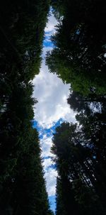 Low angle view of trees against sky