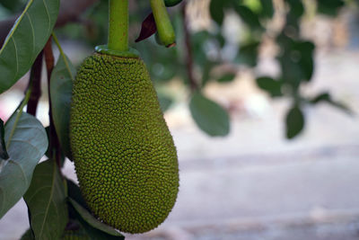 Close-up of fruit growing on tree