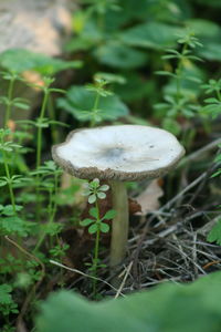 Close-up of mushroom growing on ground