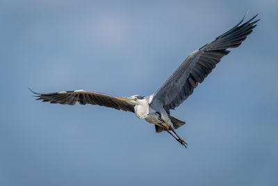 Low angle view of bird flying against clear sky