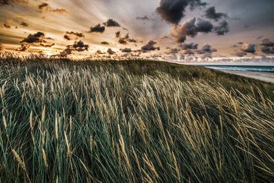 Plants growing on field against sky during sunset