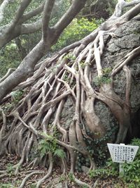 Trees in forest