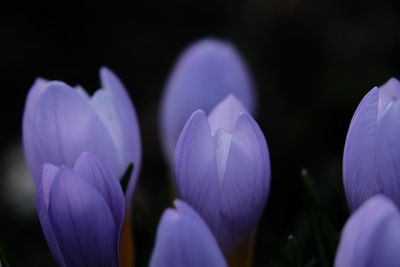 Close-up of purple crocus flowers on field