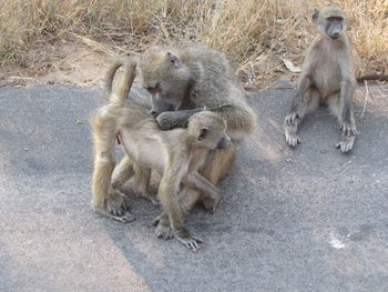 View of monkeys