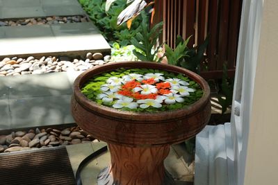 High angle view of potted plant