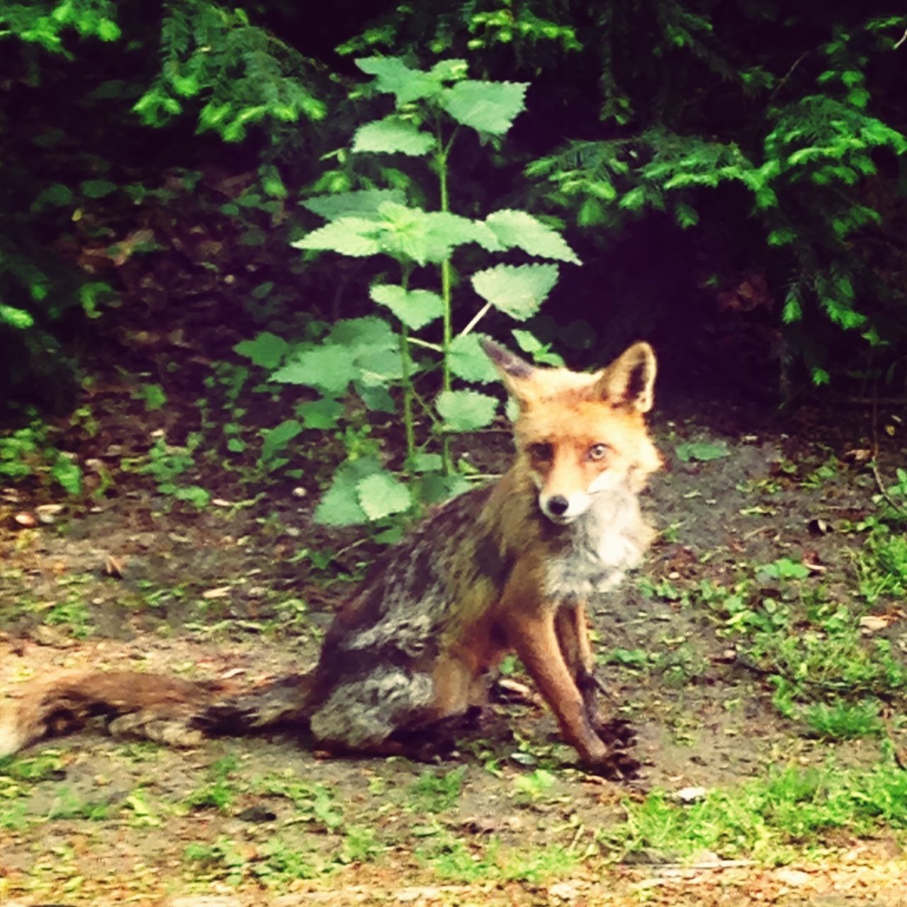 Berlin Tiergarten