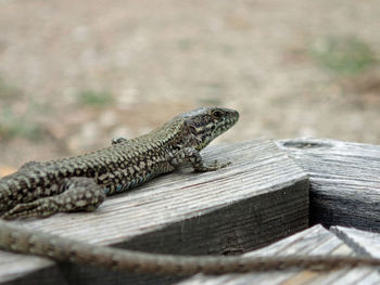 Lizard basking on wooden rail