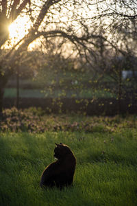 View of a bird on field