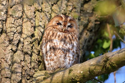 Bird perching on a tree