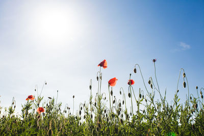 Low angle view of red poppy flowers against sky