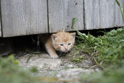 Portrait of cat sitting outdoors