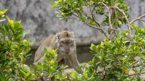 Monkey on tree