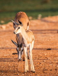 Wild animal standing on field