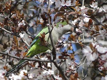 Close-up of bird perching on cherry tree