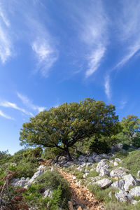 Low angle view of trees against blue sky