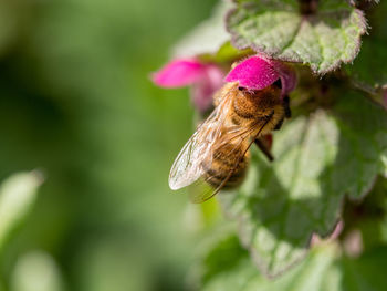 Close-up of bee on flower